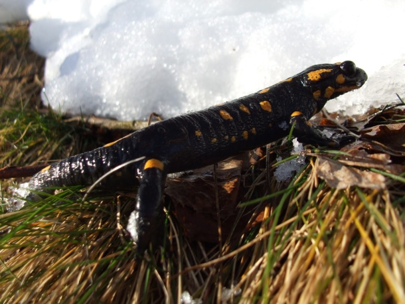 salamandre e letargo
